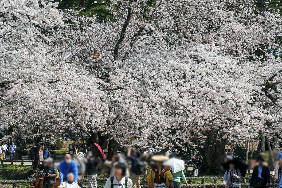 2026年4月17日、弘前公園二の丸