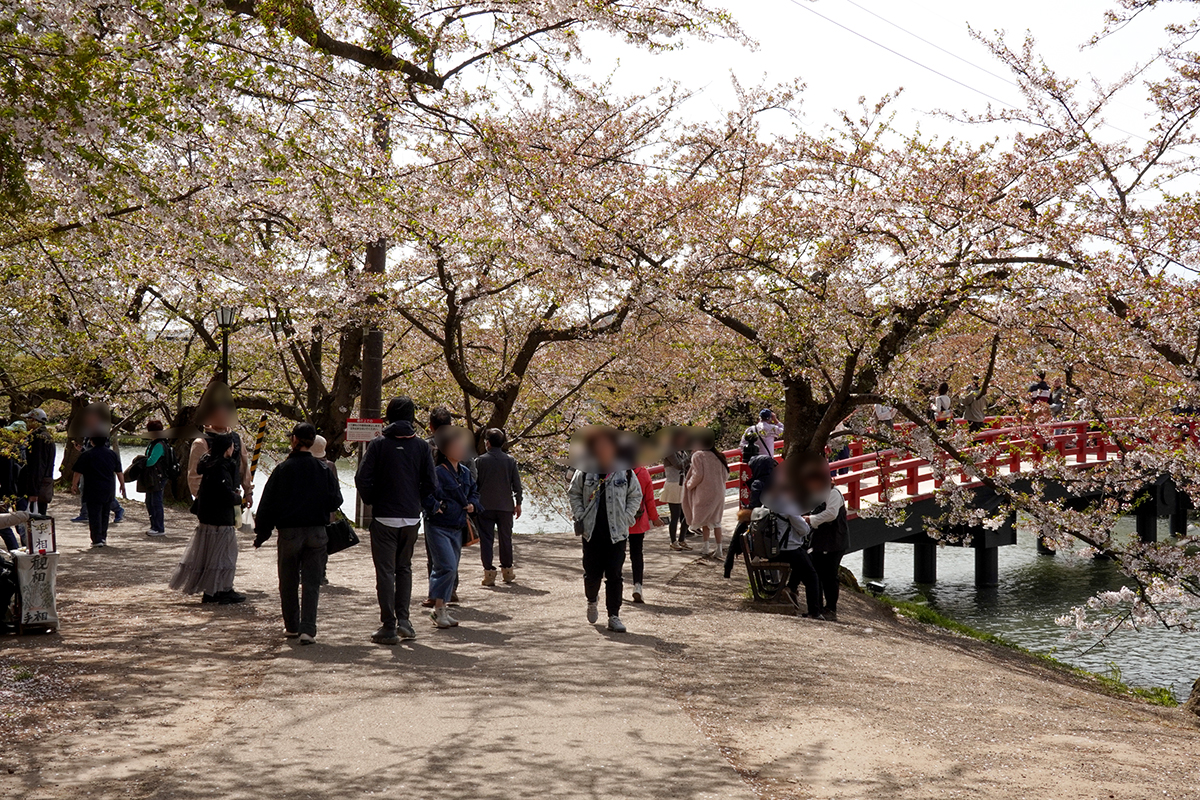 2026年4月23日、弘前公園西濠・春陽橋付近