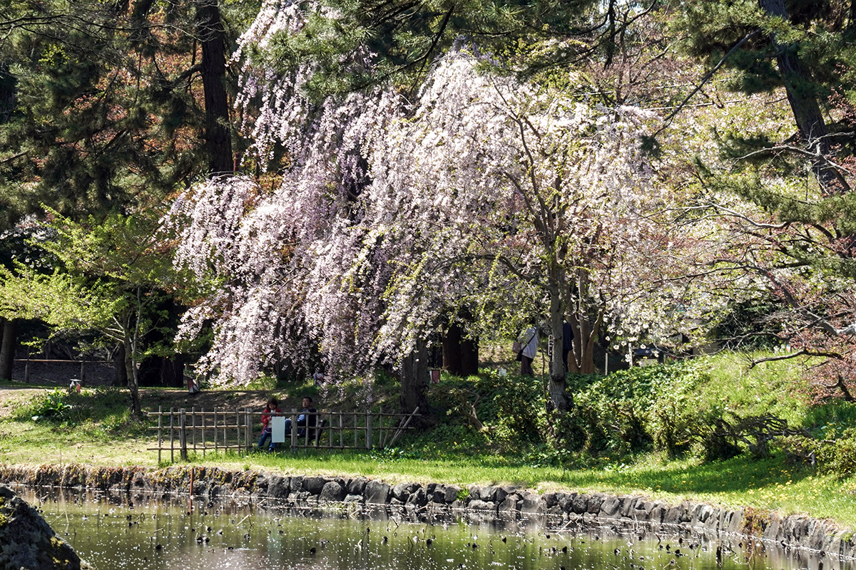 2026年4月24日、弘前公園・西の郭の蓮池