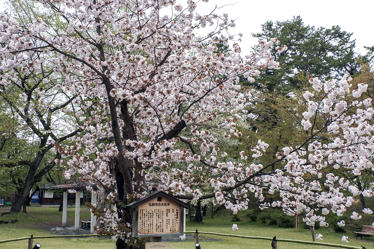 2026年4月28日、弘前公園・ピクニック広場の弘前雪明かり