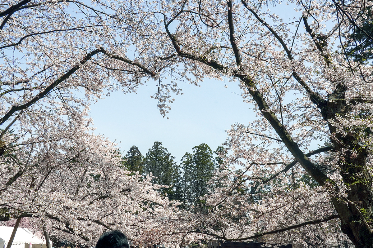 2026年4月17日、弘前公園・桜のハート