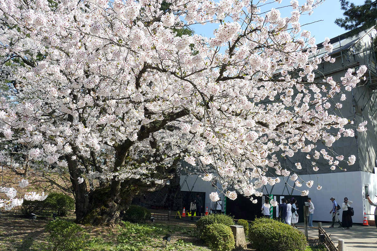 2026年4月20日、弘前公園二の丸・園内最長寿のソメイヨシノ