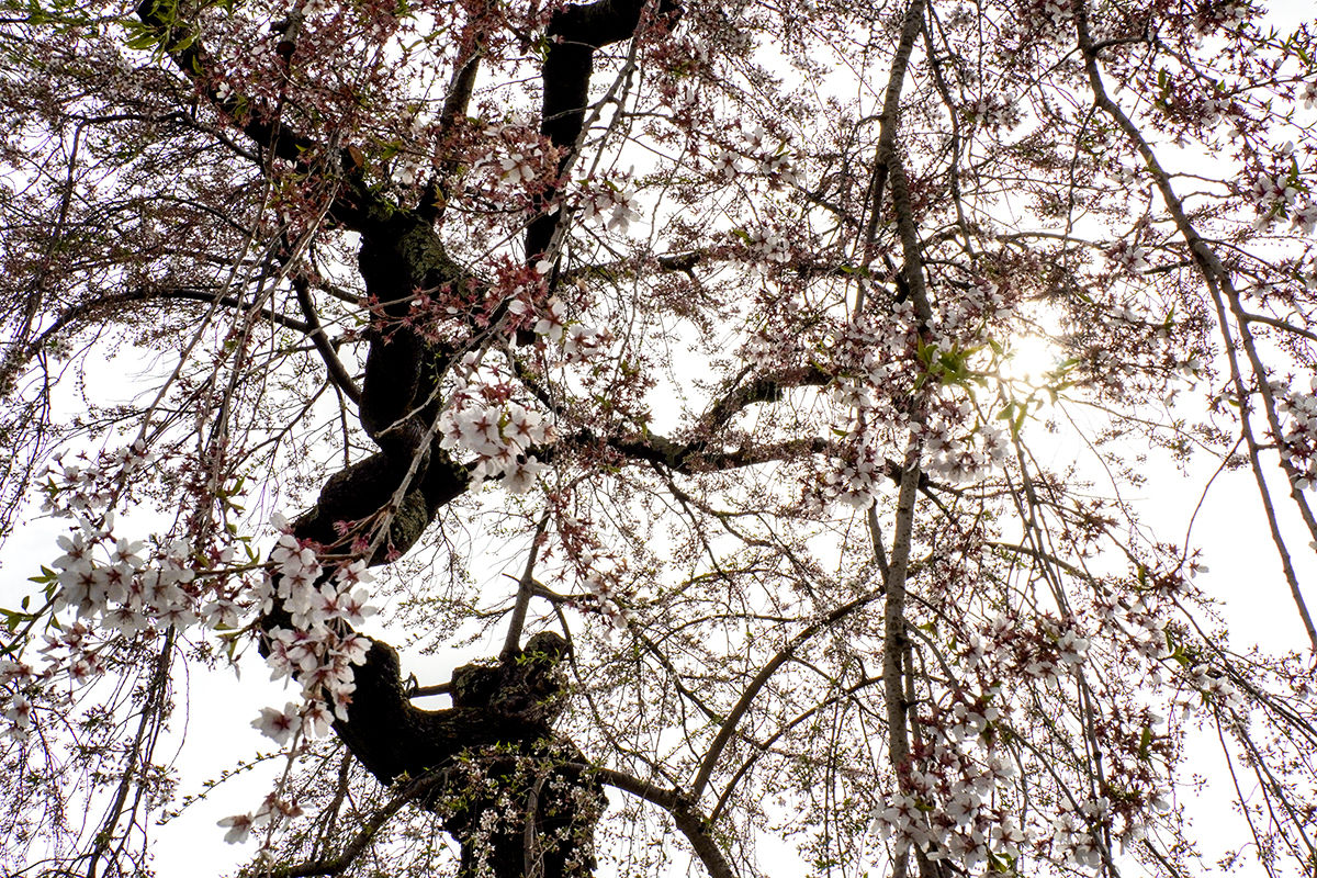2026年4月22日、弘前公園本丸・御滝桜