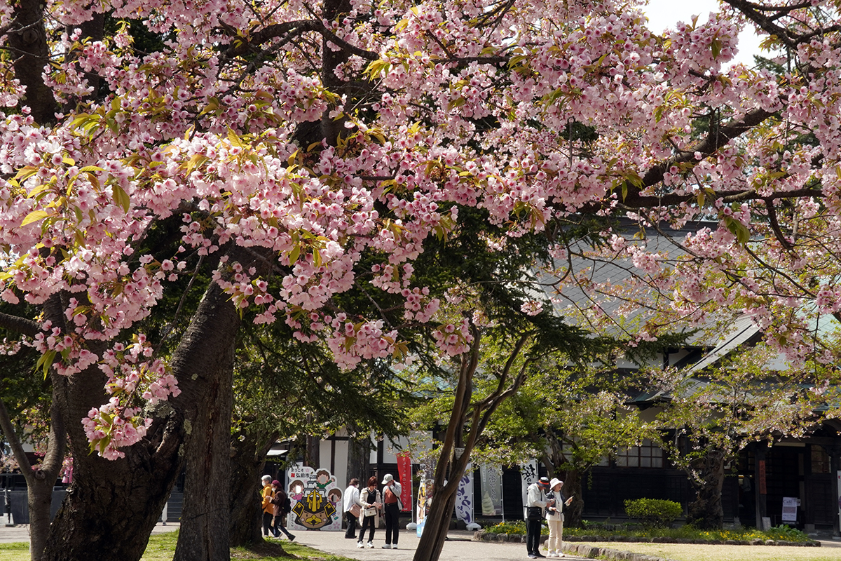 2026年4月23日、弘前公園北の郭