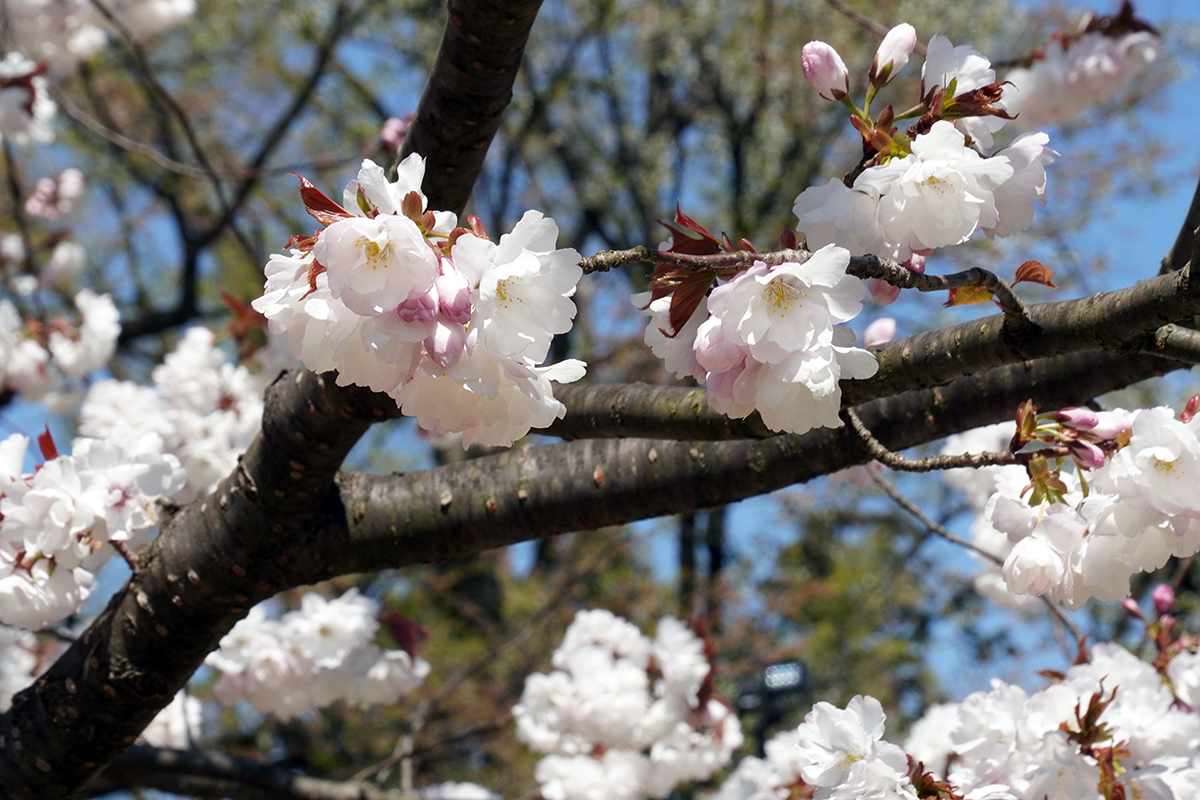 2026年4月24日、弘前公園・ピクニック広場の弘前雪明かり