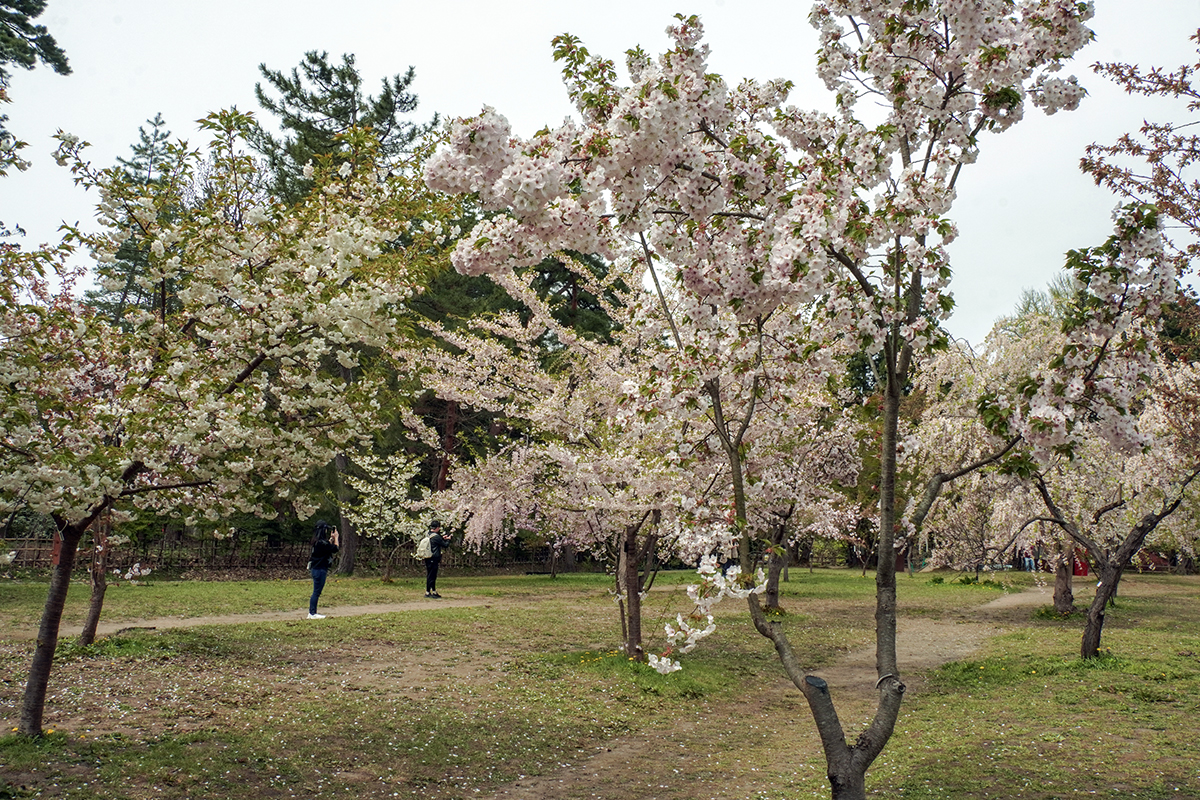 2026年4月28日、弘前公園・弘前城植物園の北入口付近
