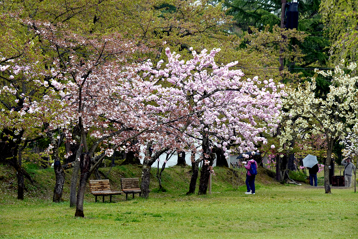 2026年4月28日、弘前公園・ピクニック広場