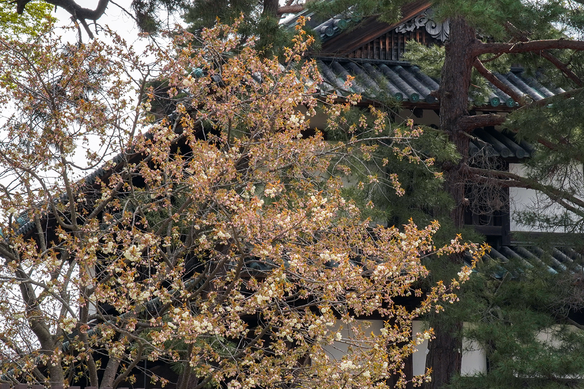 2026年4月22日、弘前公園南内門近くの鬱金（本日開花）