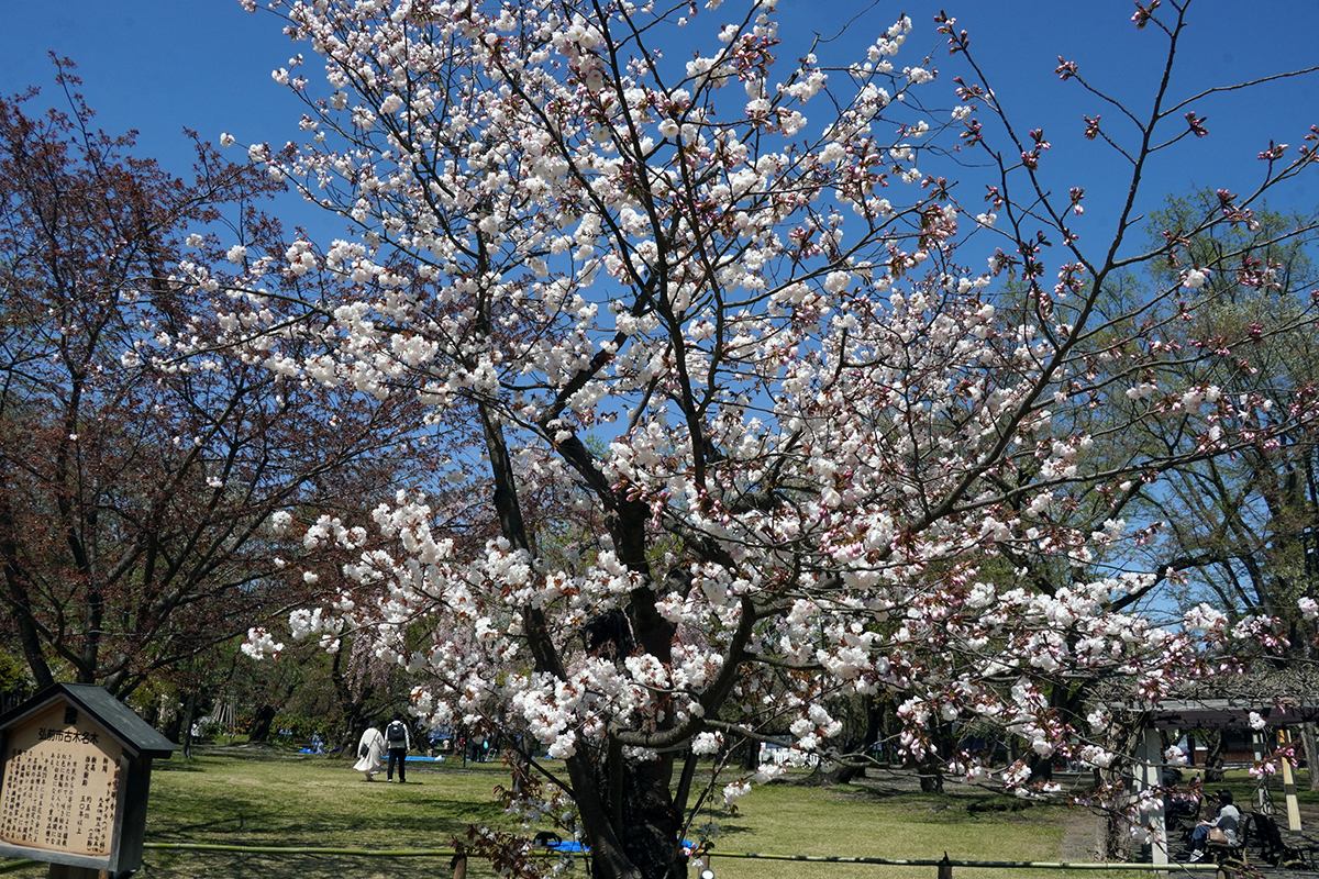 2026年4月24日、弘前公園・ピクニック広場の弘前雪明かり
