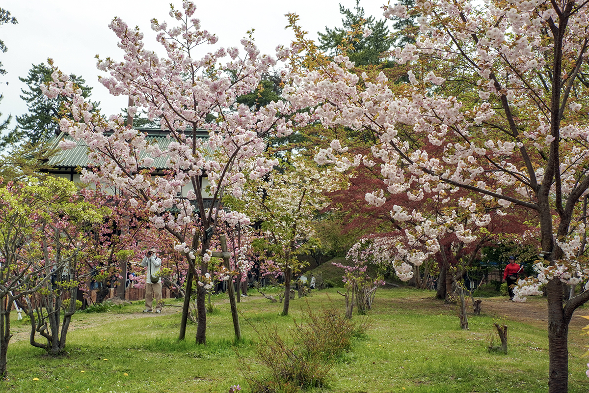 2026年4月28日、弘前公園・弘前城植物園の北入口付近