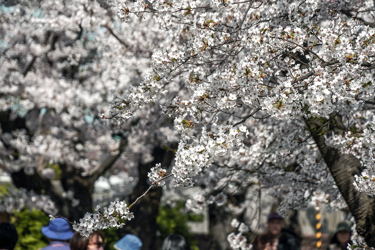 2026年4月16日、弘前公園西濠西岸
