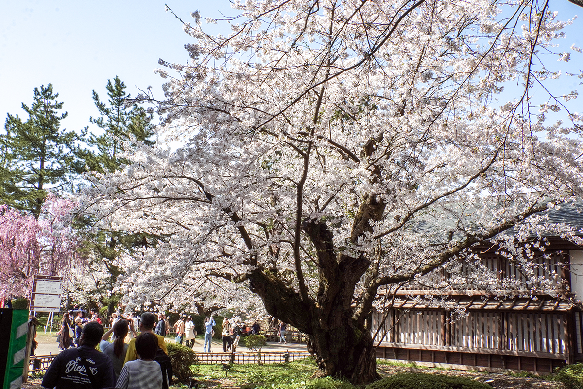 2026年4月20日、弘前公園二の丸・園内最長寿のソメイヨシノ