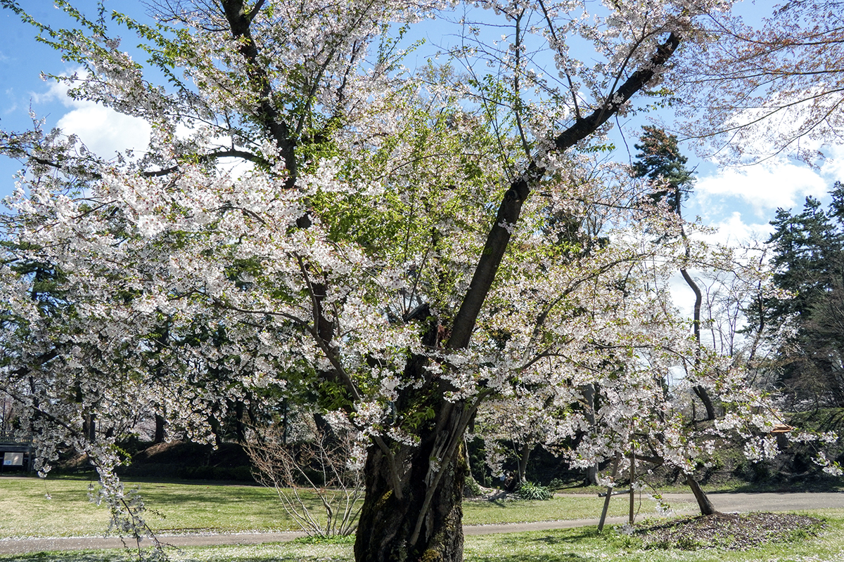 2026年4月21日、弘前公園北の郭・ソメイヨシノ標準木