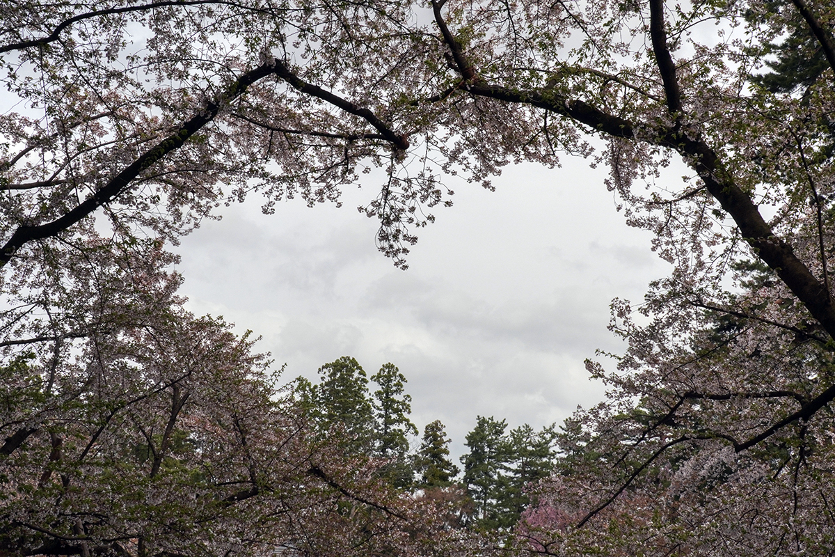 2026年4月22日、弘前公園桜のハート