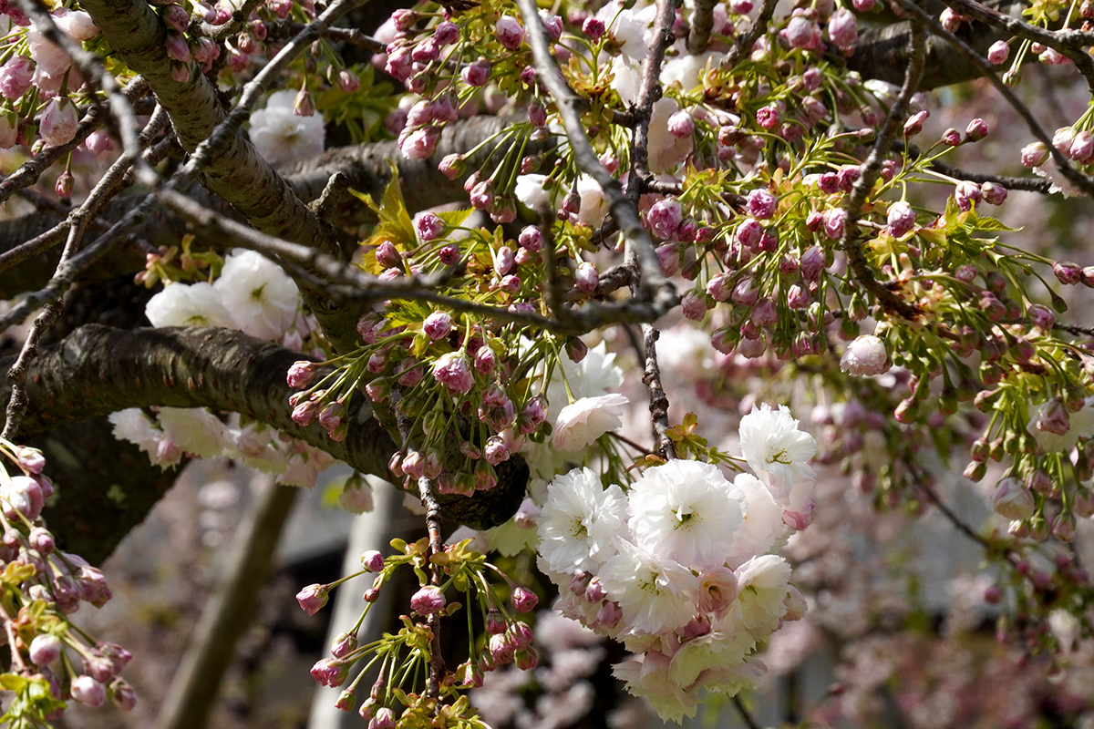 2026年4月23日、弘前公園北の郭の松月