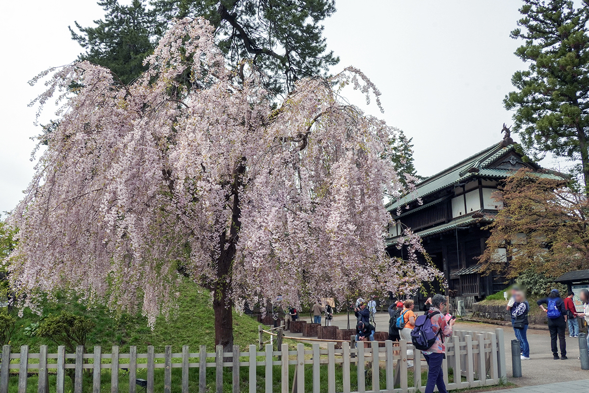 ★配達無料エリアあり　薪　さくら　桜　玉切り 100キロ単位 楽天市場】桜薪の通販