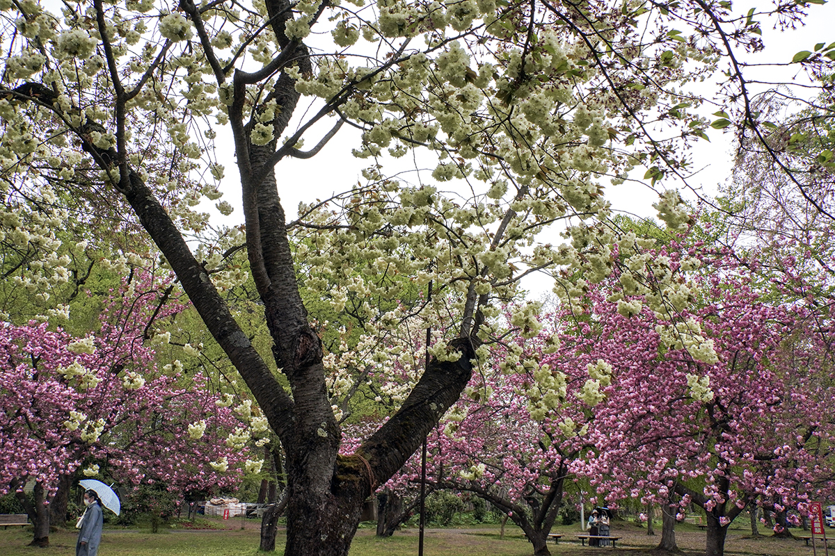 2026年4月28日、弘前公園・ピクニック広場の鬱金