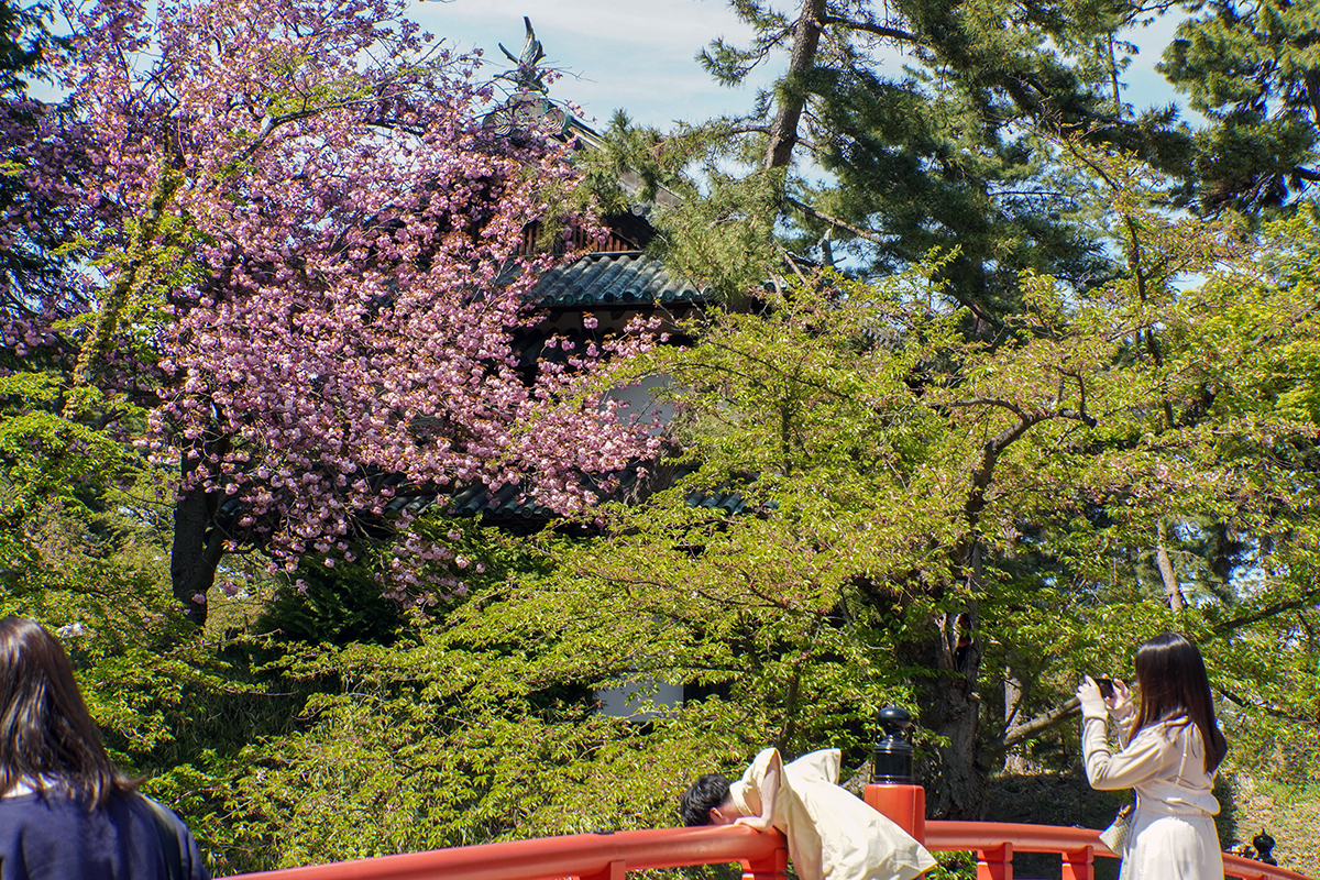 2026年4月30日、弘前公園三の丸・杉の大橋