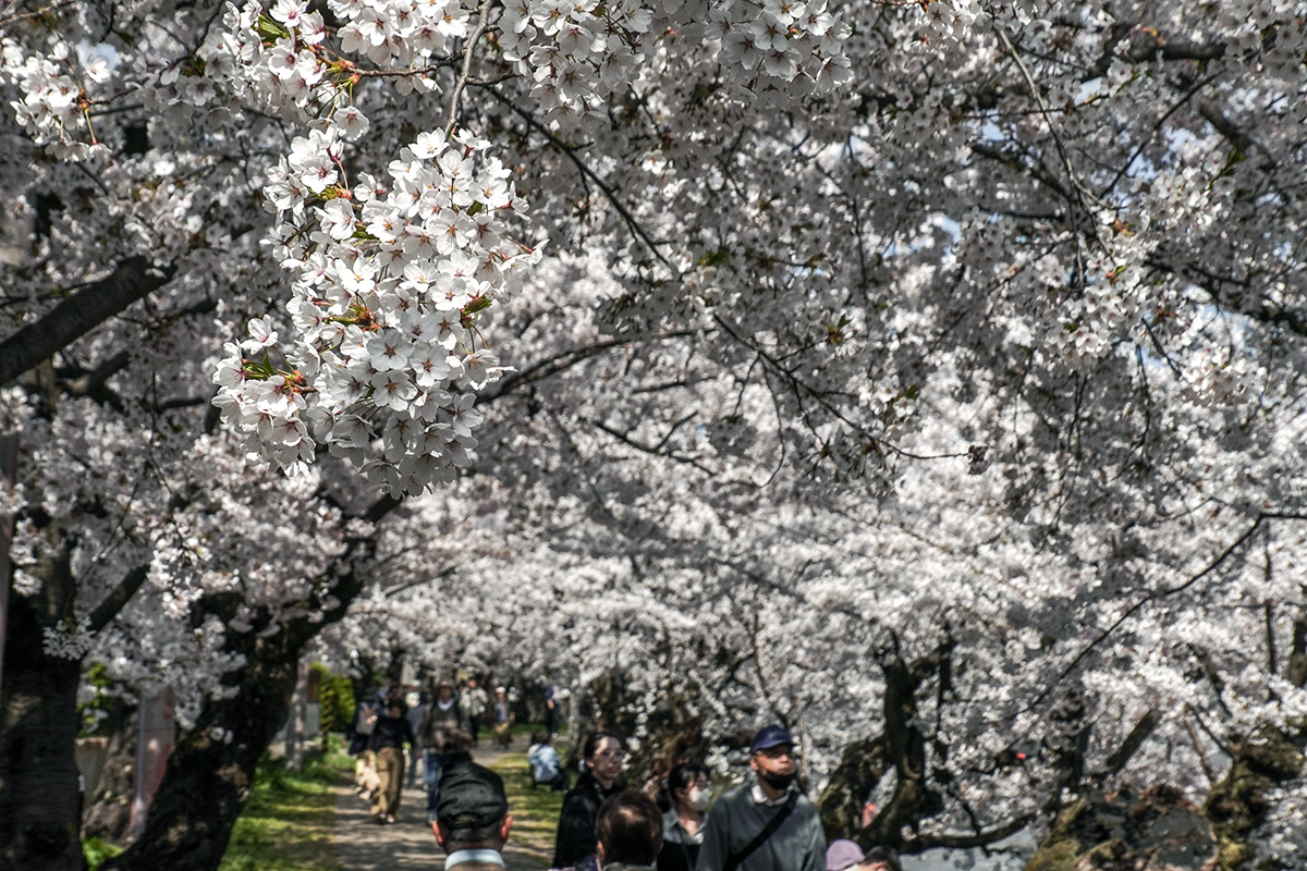 2026年4月16日、弘前公園西濠西岸