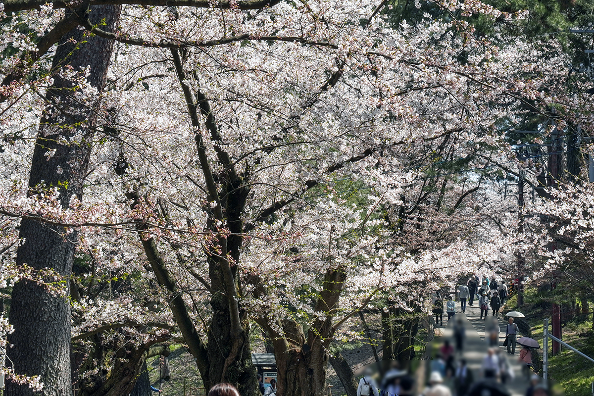 2026年4月17日、弘前公園西の郭