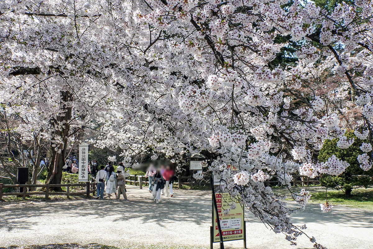 2026年4月20日、弘前公園三の丸・石橋前