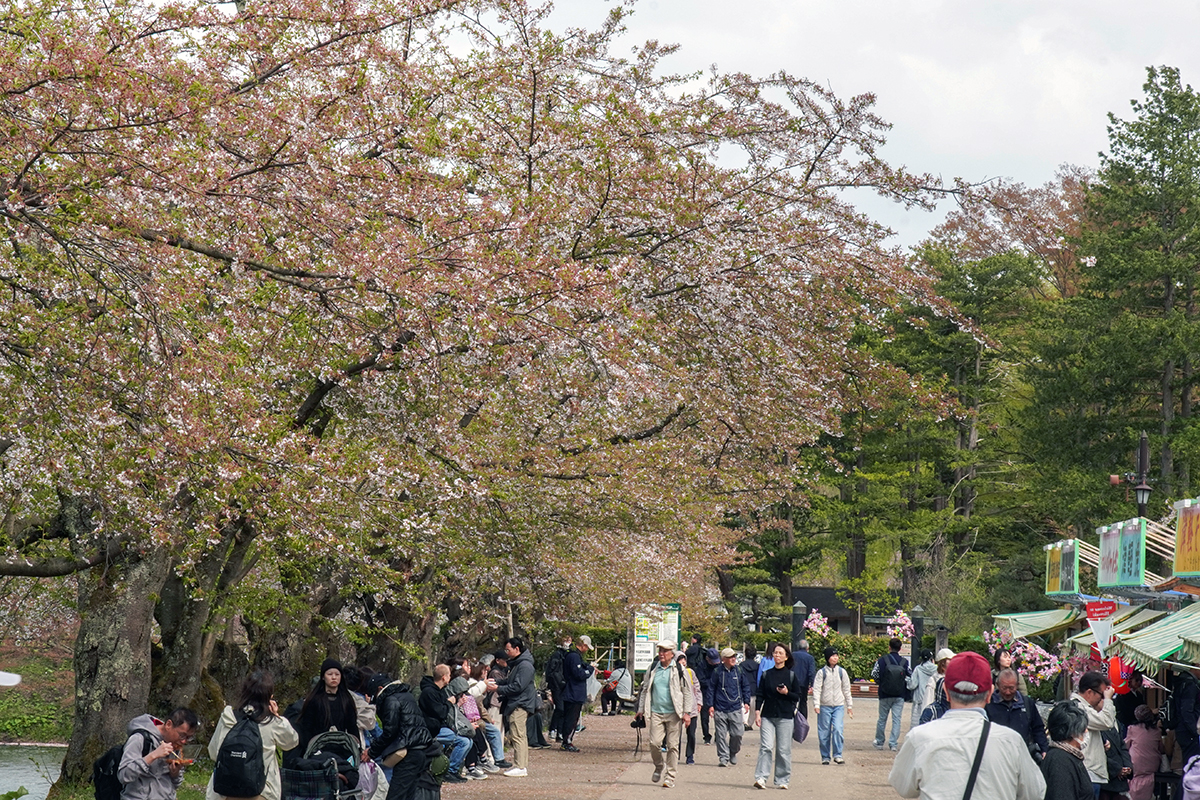 2026年4月22日、弘前公園三の丸・杉の大橋近く