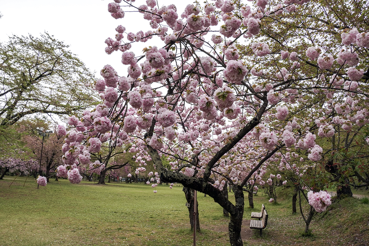 2026年4月28日、弘前公園・ピクニック広場の東錦