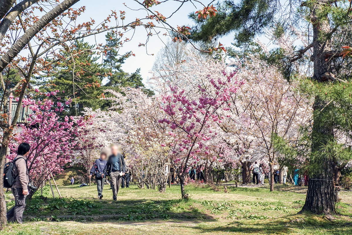 2026年4月20日、弘前公園三の丸・東門近く