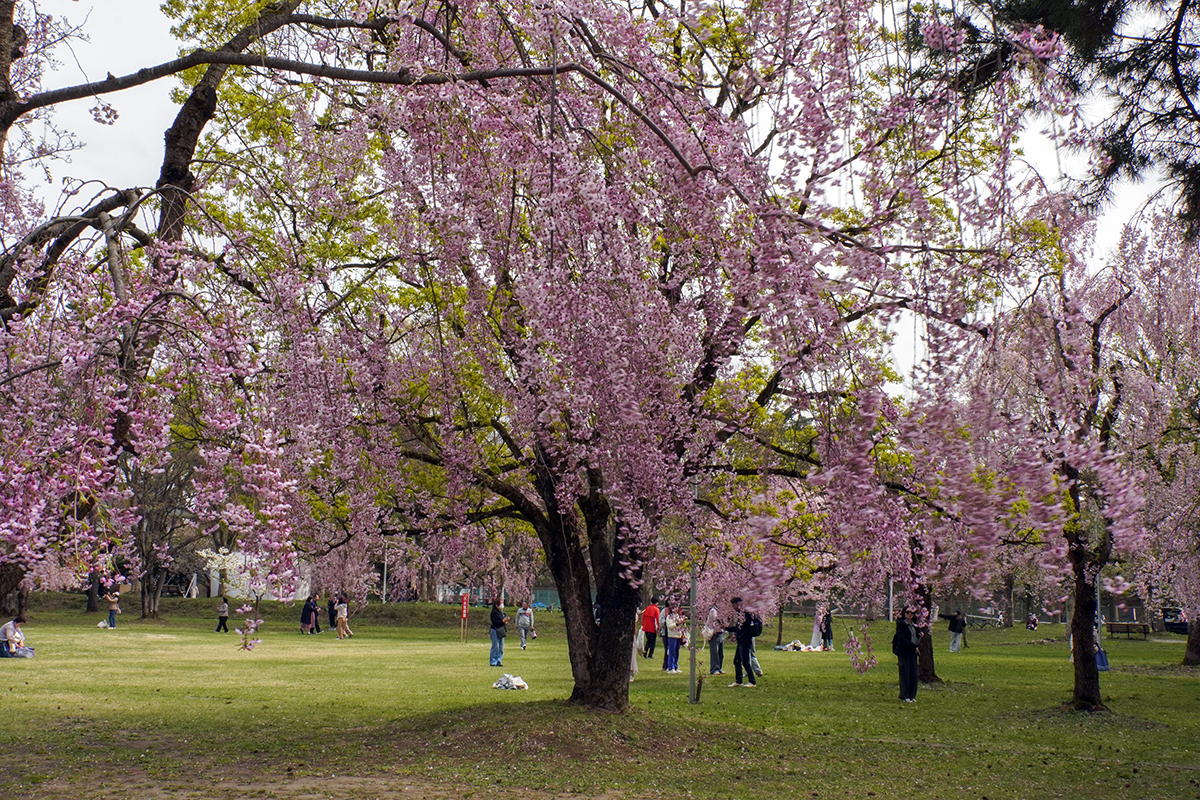 2026年4月22日、弘前公園市民広場