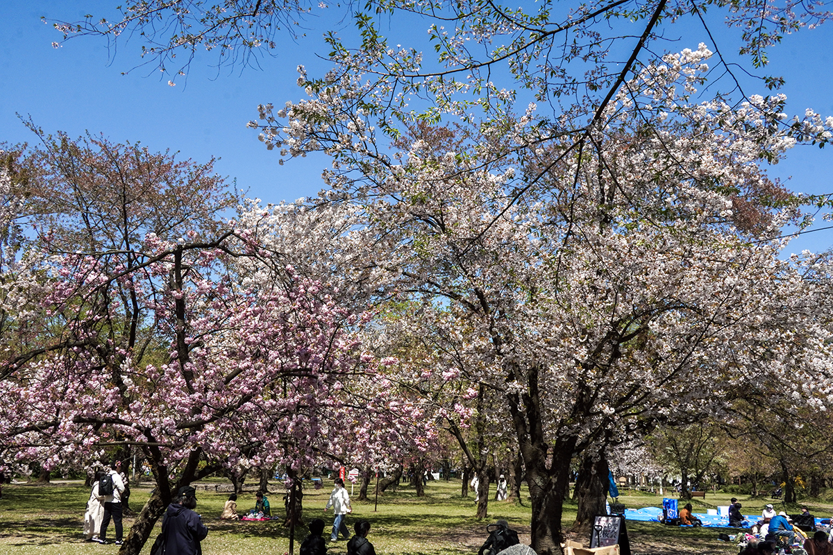 2026年4月24日、弘前公園・ピクニック広場