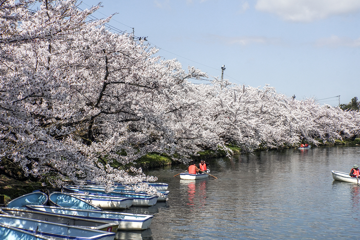 2026年4月16日、弘前公園西濠西岸