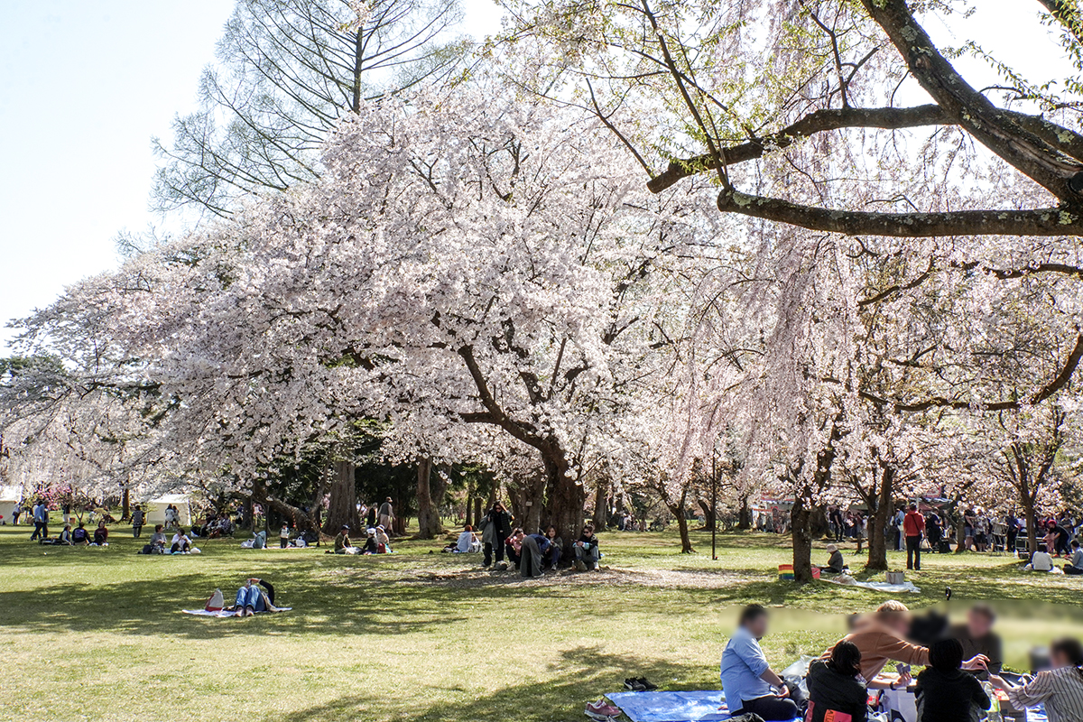 2026年4月20日、弘前公園三の丸・ピクニック広場
