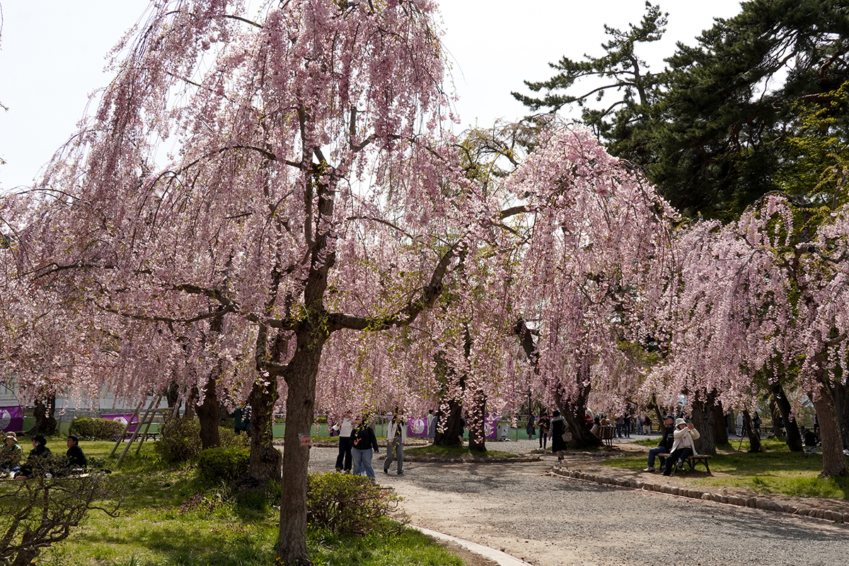 2026年4月23日、弘前公園本丸