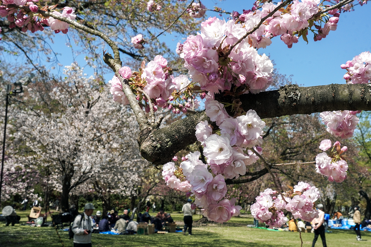 2026年4月24日、弘前公園・ピクニック広場の東錦