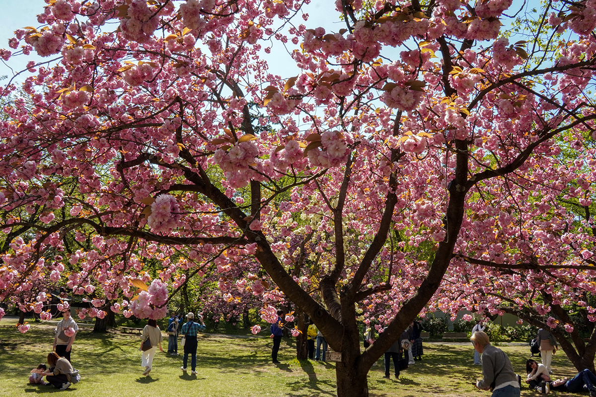 2026年4月30日、弘前公園・ピクニック広場の関山（本日満開）