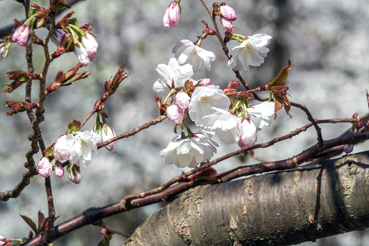 2026年4月20日、弘前公園・ピクニック広場の弘前雪明かりの花（本日開花）