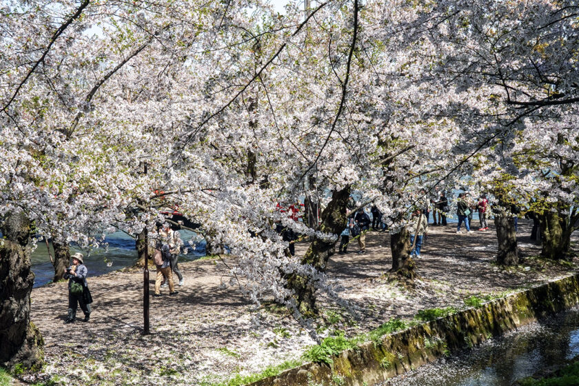 2026年4月21日、弘前公園西濠・桜のトンネル