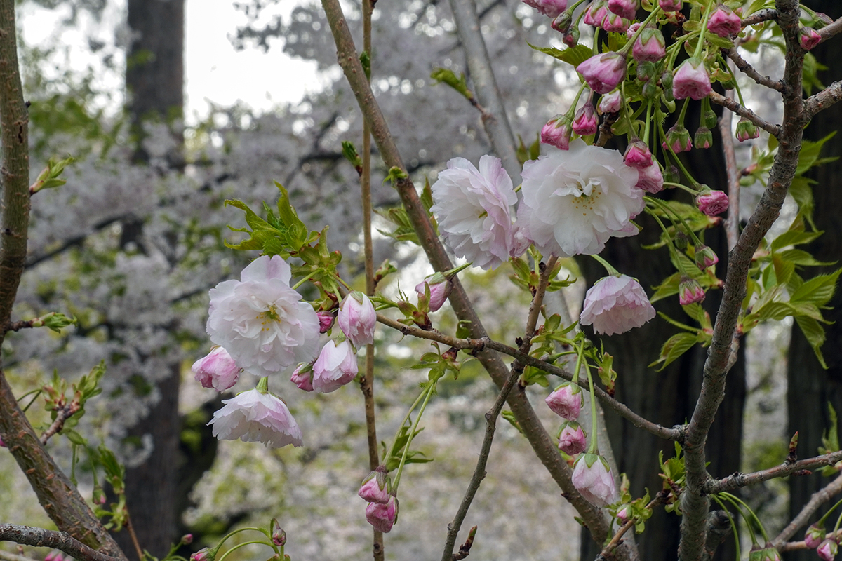 2026年4月22日、弘前公園追手門近くの松月（本日開花）