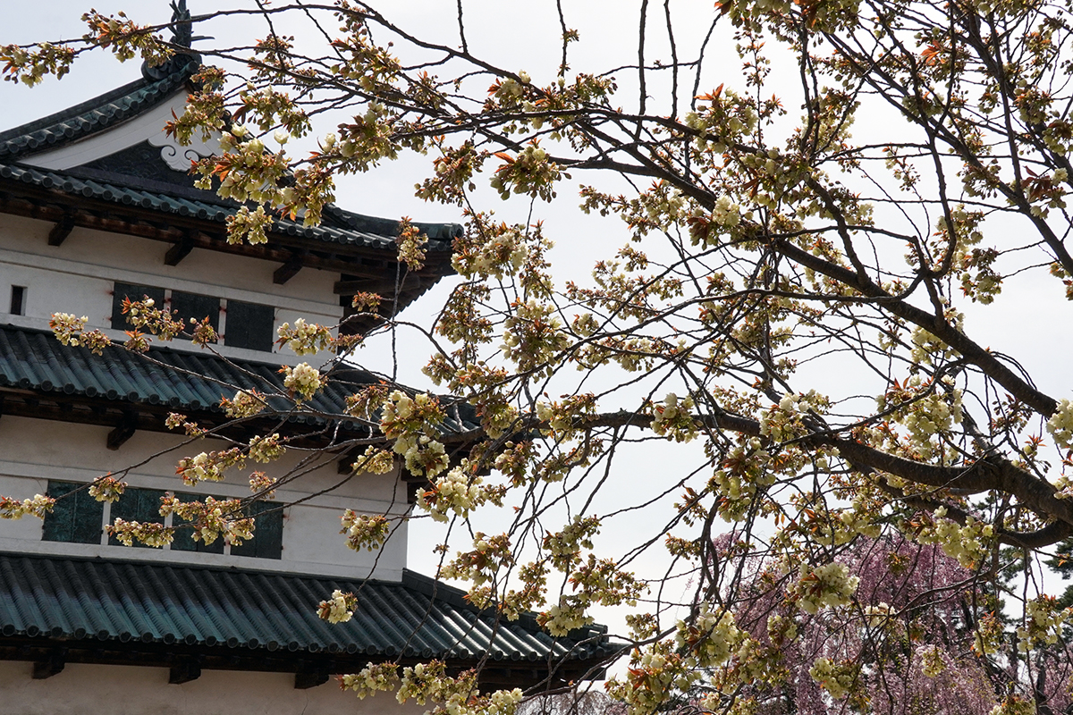 2026年4月23日、弘前公園本丸の鬱金