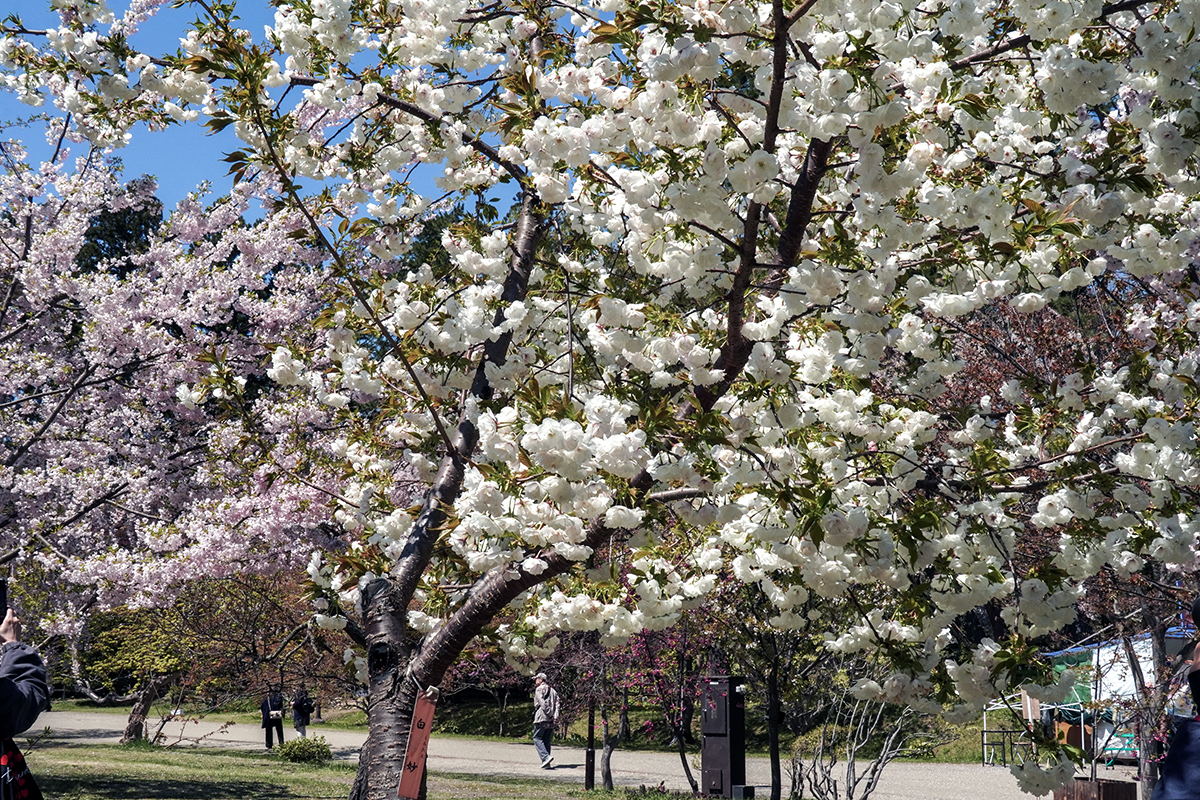 2026年4月24日、弘前公園三の丸・弘前城植物園北口付近の白妙