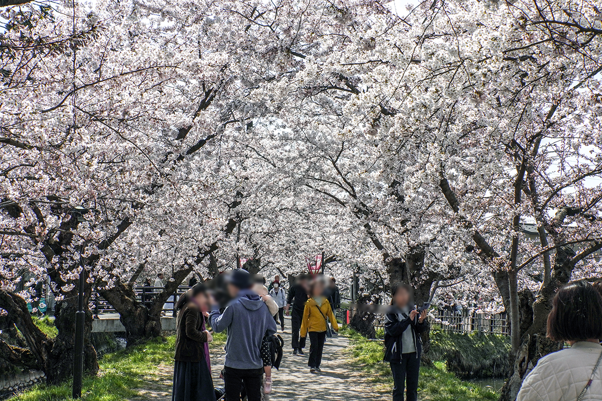 2026年4月16日、弘前公園西濠・桜のトンネル