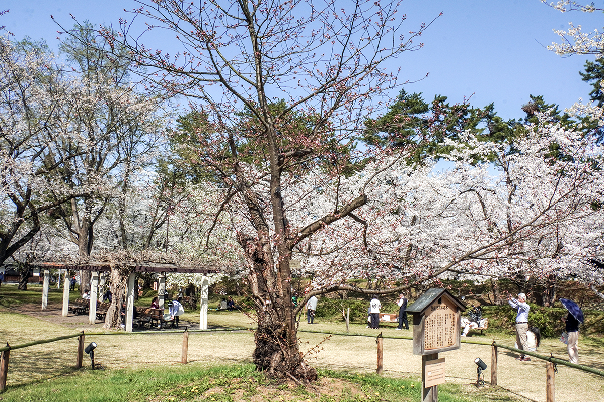2026年4月20日、弘前公園・ピクニック広場の弘前雪明かり（本日開花）