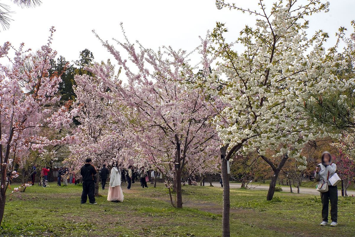 2026年4月22日、弘前公園三の丸・植物公園北側入口近く