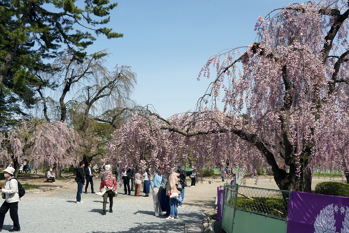 2026年4月23日、弘前公園本丸