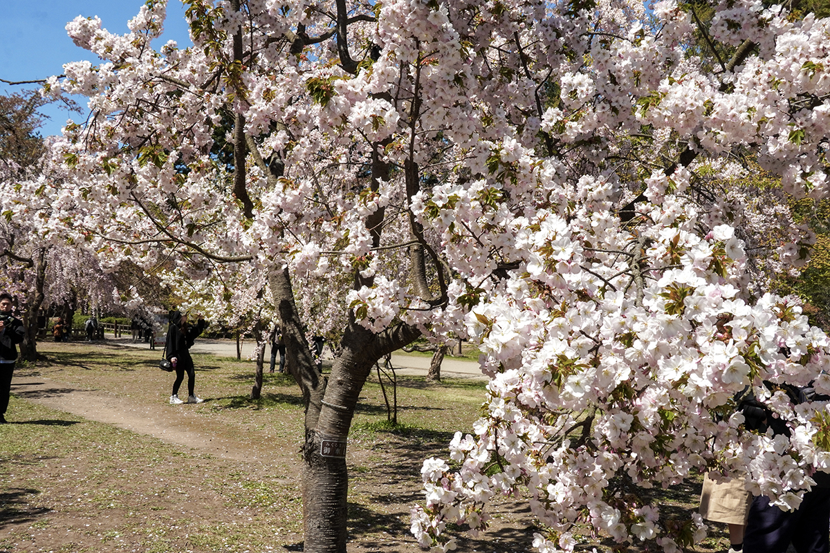 2026年4月24日、弘前公園三の丸・弘前城植物園北口付近の御車返し