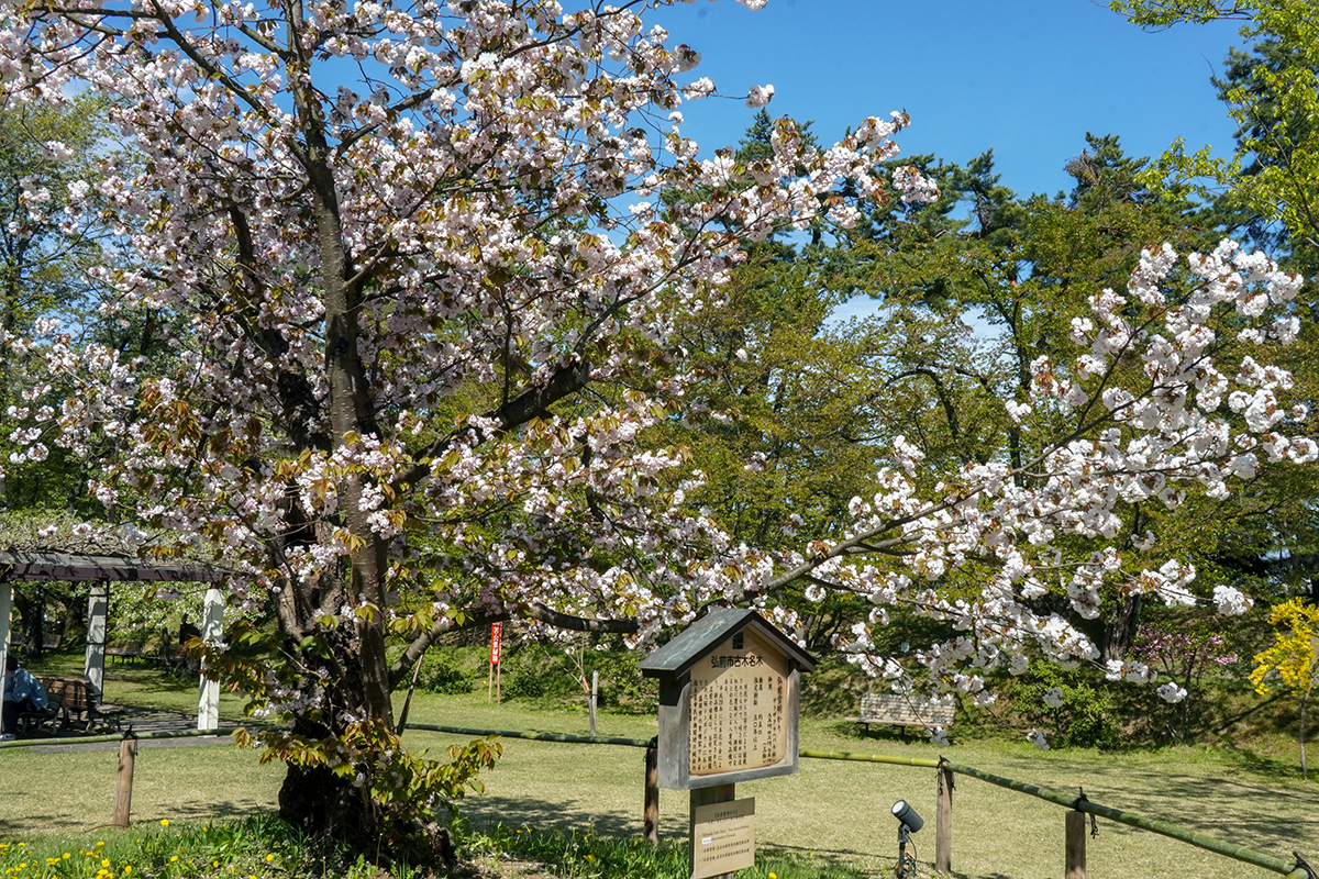 2026年4月30日、弘前公園・ピクニック広場の弘前雪明かり