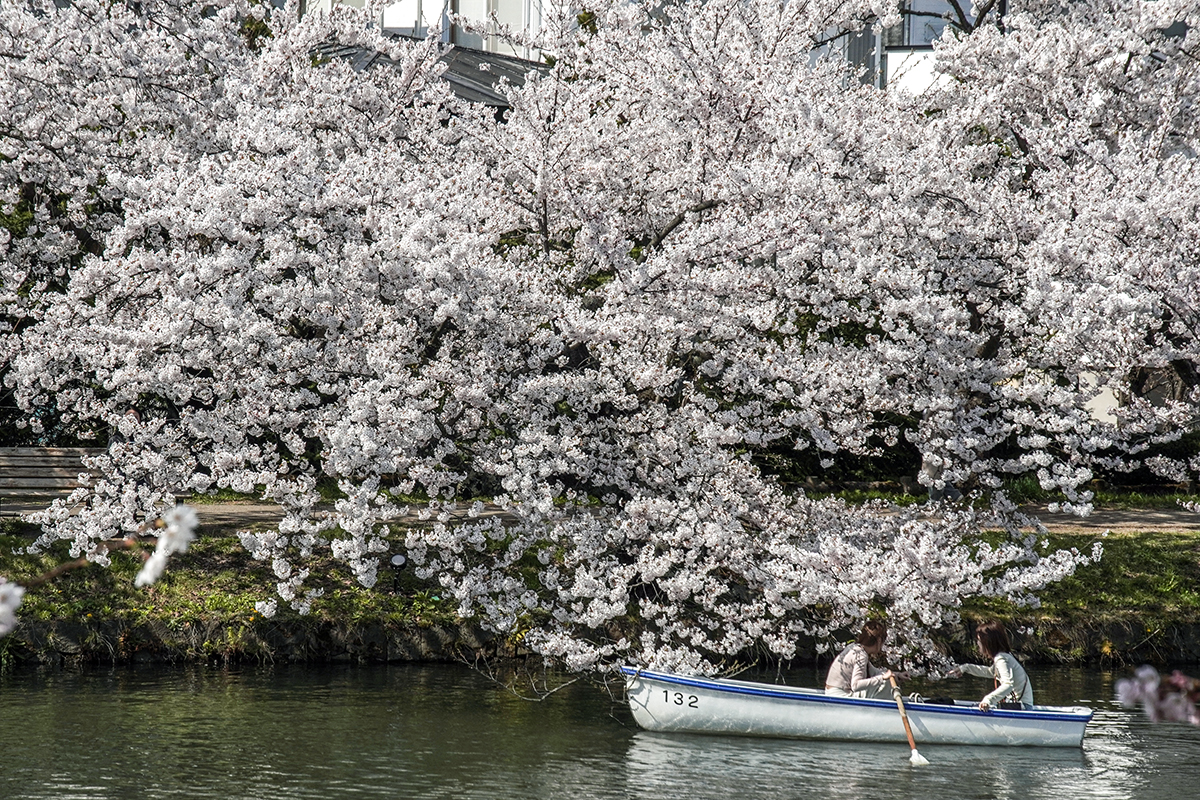 2026年4月16日、弘前公園西濠西岸