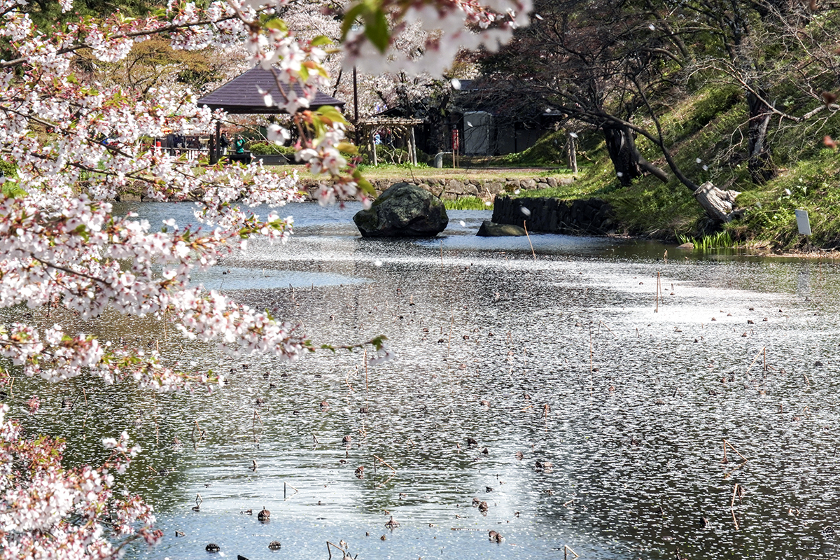 現地レポ】4/21 弘前公園 花吹雪と花筏が見ごろ 園内の様子 (2026