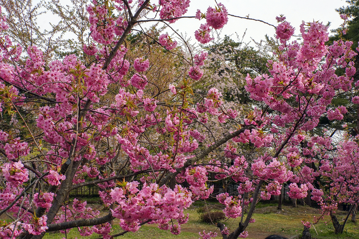2026年4月22日、弘前公園東門近くの横浜緋桜