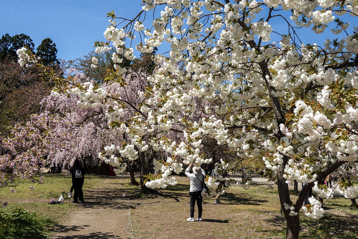 2026年4月24日、弘前公園三の丸・弘前城植物園北口付近